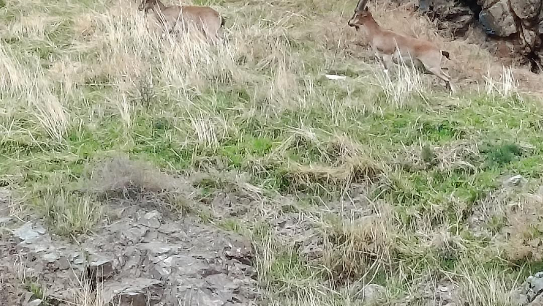 Elazığ’da Dağ Keçileri Doğal Yaşam Alanlarında Görüldü