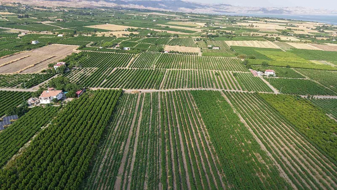 Elazığ'da Üzüm Bağlarında Hasat Mesaisi Başladı