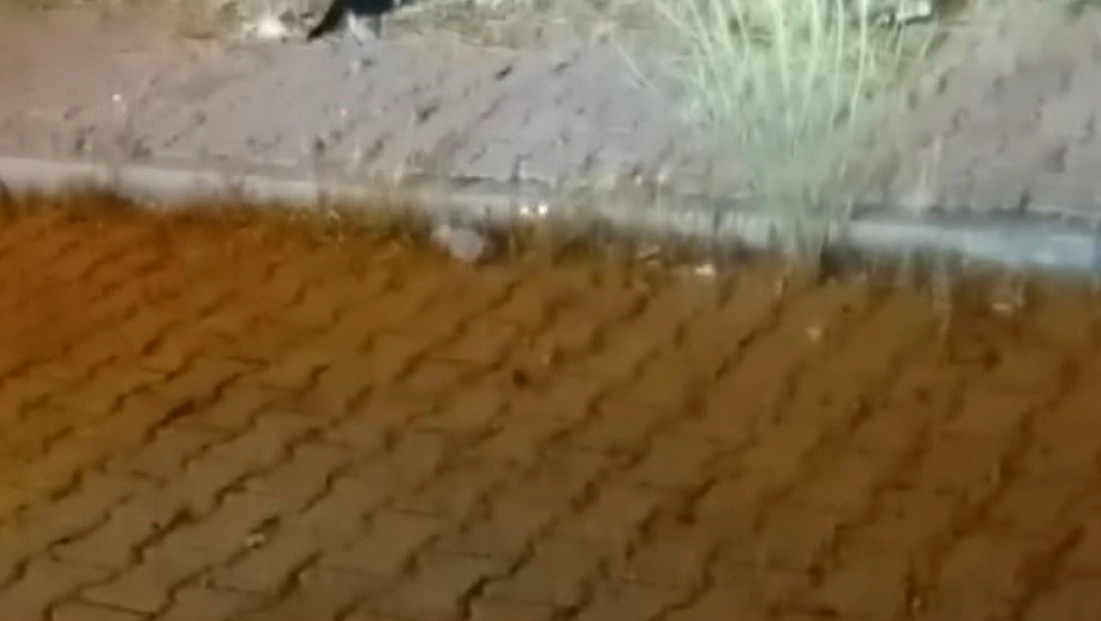 Elazığ'da Kedi ile Yılanın Mücadelesi Kamerada