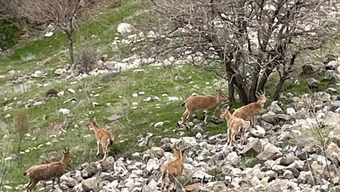 Harput'ta Dağ Keçileri Kameralara Yansıdı