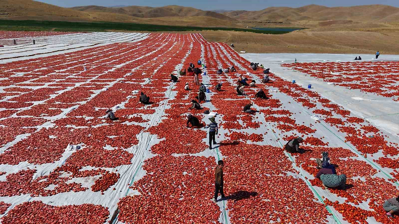 Elazığ'da Üretilen Domatesler Dünya Sofralarını Tatlandırıyor