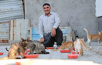 Elazığ'da 62 Yaşındaki Hayvansever, Her Akşam 50 Kediyi Besliyor