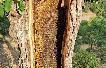 Ağacın Gövdesini Açınca Petek Petek Bal Çıktı