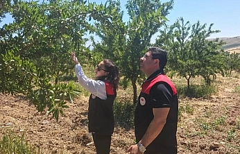 Badem Bahçelerinde Hastalık ve Zararlı Denetimi Yapıldı