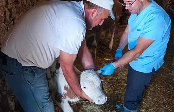 Ağın'da Hayvan Sağlığı İçin Saha Çalışmaları Sürüyor