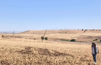 Ağın Tüylü Nohudunda Hasat Mesaisi Sürüyor
