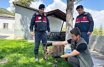 Ağın'da Yaralı Yaban Keçisi Tedaviye Alındı