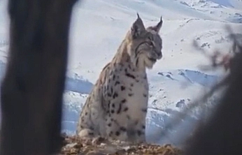 Akdağ'da Yaban Hayatı Görüntülendi: Vaşak, Kurt ve Dağ Keçisi