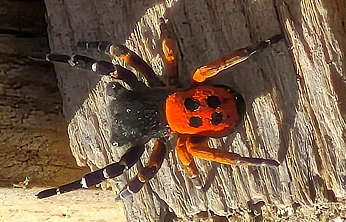 Akdeniz ve Orta Asya'nın Nadir Türü Elazığ'da Görüldü