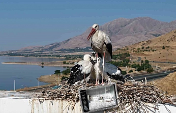 Anadolu'da Leyleklerin Göç Hazırlığı Başladı