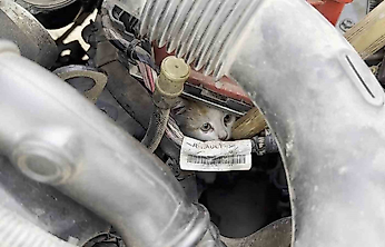 Motor Kısmına Giren Kedi Uzun Uğraşlar Sonucu Çıkarıldı