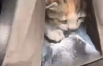 Aracın Tekerine Sıkışan Kediler Kurtarıldı