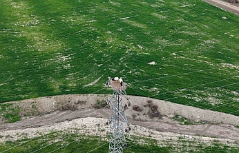 Elazığ'da Leylekler Baharın Habercisi Oldu