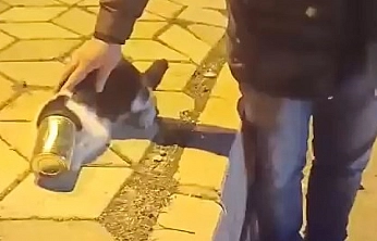 Konserve Kutusu Başına Sıkışan Kedi Kurtarıldı