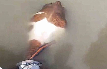 Balık Tutmaya Gittiler, Tosun Yakaladılar