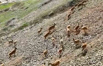 Palu Kalesi'nde Dağ Keçileri Görüntülendi