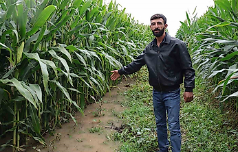 Dereden Taşan Su 300 Dönümlük Araziyi Sular Altında Bıraktı