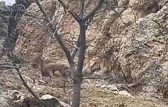 Yaban Keçisinin Azmi Görenleri Hayran Bıraktı
