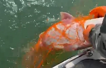 Elazığ'da Dev Fırat Turnası Oltaya Takıldı