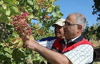 Elazığ'da Antep Fıstığı Bereketi: 38 Bin Ton Rekolte Beklentisi