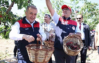 Elazığ'da Kiraz Hasadı Tüm Hızıyla Sürüyor