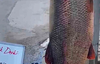 Elazığ'da Dev Turna Balığı Yakalandı
