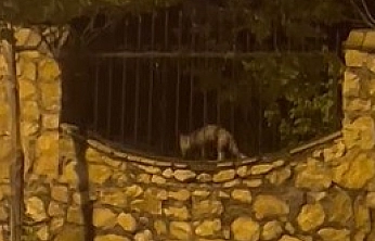 Elazığ'da Tilkinin Tavuk Avı Kamerada