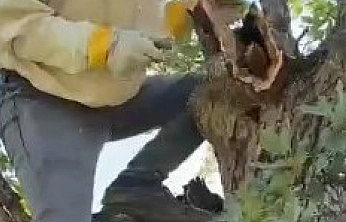Ağacın Gövdesinden Çıkan 3 Kilo Bal Şaşırttı