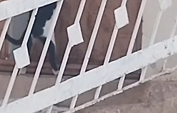Elazığ'da Şaşırtan Anlar: Kedi Kapıyı Açıp Eve Girdi