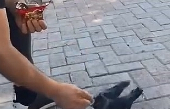 Elazığ'da Kargayı Eliyle Besledi, O Anlar Kamerada