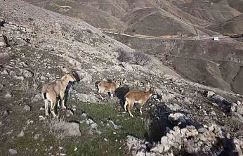 Elazığ'da Dağ Keçileri Havadan Görüntülendi