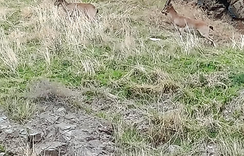 Elazığ'da Dağ Keçileri Doğal Yaşam Alanlarında Görüldü