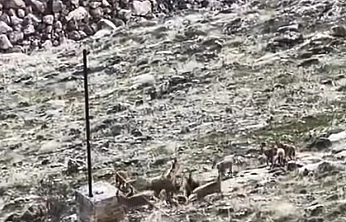 Elazığ'da Sürü Halinde Dağ Keçileri Görüntülendi