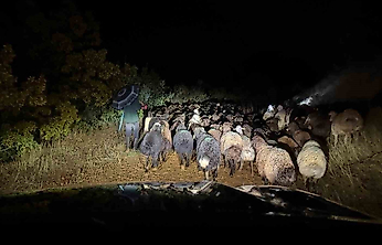 Elazığ'da Mahsur Kalan Çoban ve 200 Küçükbaş Hayvan Kurtarıldı