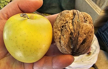 Elazığ'da Dev Cevizler Görenleri Şaşırtıyor