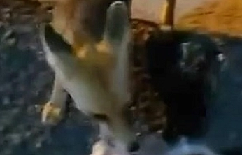 Mahalle Arasında Tilkiyi Gören Vatandaş, Poşetle Yiyecek Bıraktı