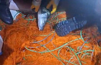 Elazığ'da Kaçak Avcılığa Darbe: 300 Metrelik Ağ Yakalandı