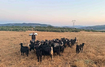 Elazığ'da Kayıp Keçiler Dronla Bulundu