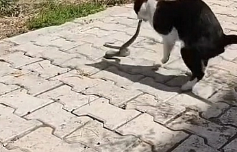 Kedi ile Yılanın Mücadelesi Kameraya Yansıdı