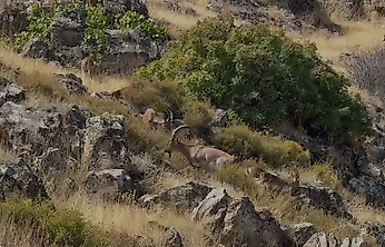 Elazığ'da Koruma Altındaki Dağ Keçileri Sürü Halinde Görüntülendi