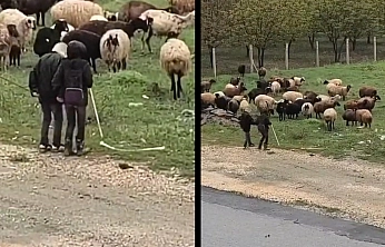 Elazığ'da Küçük Çobanlardan Sürü Başında Halay