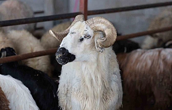 Elazığ'da Kurbanlıklar Pazara İndi