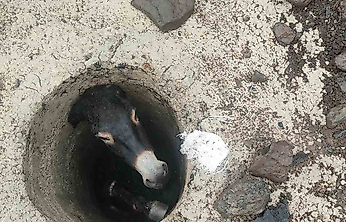 Elazığ'da Kuyuya Düşen Eşek İçin Seferber Oldular
