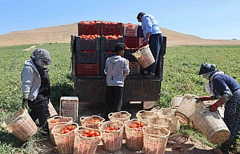 Mevsimlik İşçilerin Elazığ'da Ekmek Mücadelesi Sürüyor