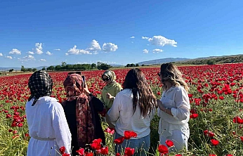 Elazığ'da Gelincik Tarlası Görsel Şölene Dönüştü