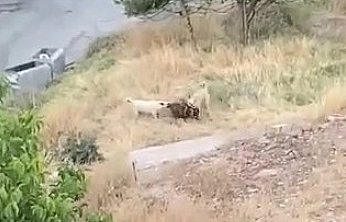Elazığ'da Başıboş Köpekler 2 Keçiyi Parçaladı