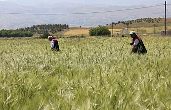 Elazığ'da Süne Sürveyi ve CBS Çalışmaları Sahada Değerlendirildi