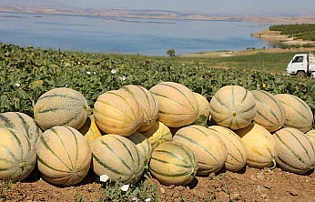 Elazığ'da Kavun Bereketi: Yaklaşık 20 Ton Hasat Bekleniyor