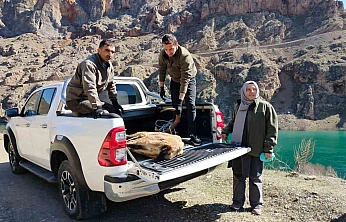 Yaralı Dağ Keçisi İçin Ekipler Harekete Geçti