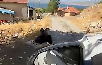 Elazığ'da Yaşlı Adam Zincirle Ağaca Bağlandı: Görüntüler Kamerada